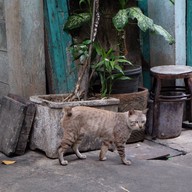 ซอยวานิช 2