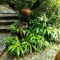 ลานเลโฮมสเตย์