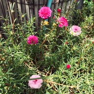 Health me อาหารมังสวิรัติ