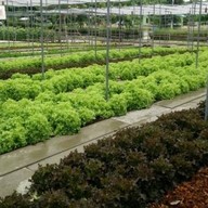 บรรยากาศ โคโรฟิลด์