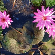 บรรยากาศ ทุ่งบัวแดง บ้านนา