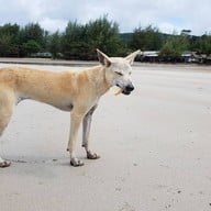 หาดเจ้าหลาว