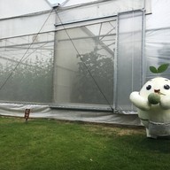 โคโรฟิลด์