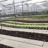 โคโรฟิลด์