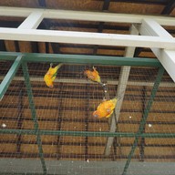 บรรยากาศ Danus' Hobby Farm