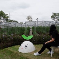 โคโรฟิลด์