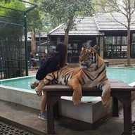Tiger Kingdom