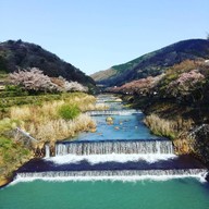 บรรยากาศ Miyagino Hayakawa Riverbank Sakura