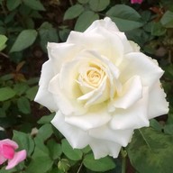 เดอะฮิลเบาค้อ