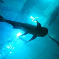 บึงบอระเพ็ด