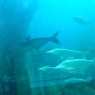 บึงบอระเพ็ด