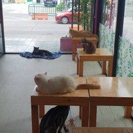 บรรยากาศ Fat Cat Cafe Club