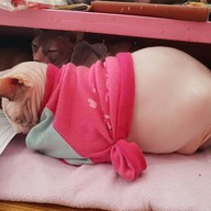 Fat Cat Cafe Club