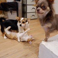 บรรยากาศ Little Zoo Cafe