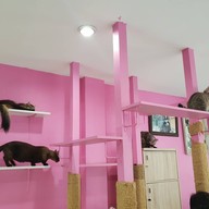 บรรยากาศ Fat Cat Cafe Club