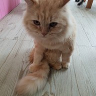 Fat Cat Cafe Club