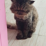 Fat Cat Cafe Club