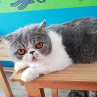 Fat Cat Cafe Club