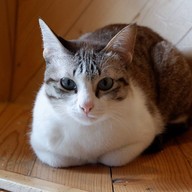 บรรยากาศ Little Zoo Cafe