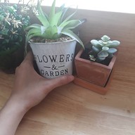 ทองพันใบกาแฟสด