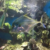 สถานแสดงพันธุ์สัตว์น้ำ จันทบุรี