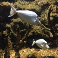 สถานแสดงพันธุ์สัตว์น้ำ จันทบุรี