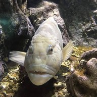 สถานแสดงพันธุ์สัตว์น้ำ จันทบุรี