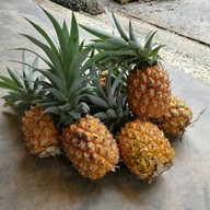 บรรยากาศ ไร่กระป๋องสี