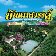 ครัวผาสวรรค์