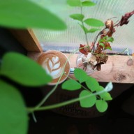 เมนูของร้าน บ้านศิลป์ ลาภิน วัดร่องขุ่น