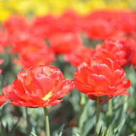 Hitachi Seaside Park