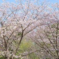 Hitachi Seaside Park