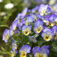 Hitachi Seaside Park