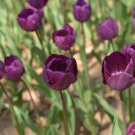 Hitachi Seaside Park