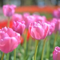 Hitachi Seaside Park