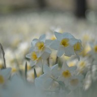 Hitachi Seaside Park