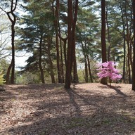 Hitachi Seaside Park