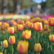Hitachi Seaside Park