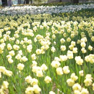 Hitachi Seaside Park