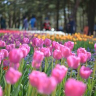 Hitachi Seaside Park