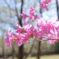 Hitachi Seaside Park
