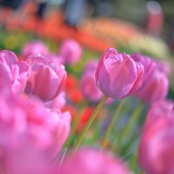 Hitachi Seaside Park