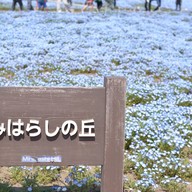 Hitachi Seaside Park