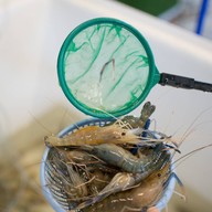 มังกรพ่นไฟปิ้งย่าง