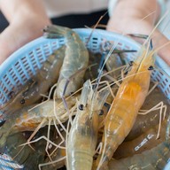 มังกรพ่นไฟปิ้งย่าง