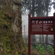 Sacred Tree
