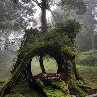 Sacred Tree