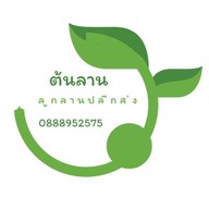 ต้นลาน(ขนมหวานลูกลานน้ำตาลโตนด)