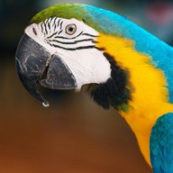 บรรยากาศ The field animals dream