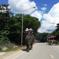 ปางช้างแม่แตง